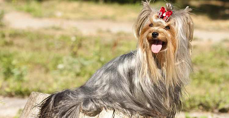 Yorkshire terrier - yorki